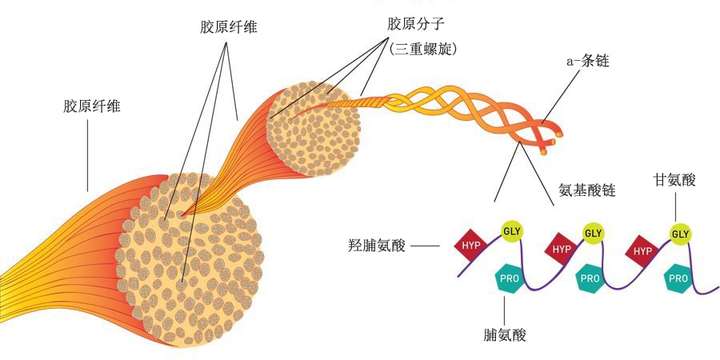 胶原蛋白三螺旋结构图