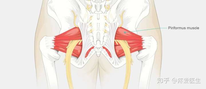 隐藏在深处的梨状肌    图片来源:vivehealth