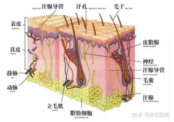 头皮长痘,头发细软,头皮容易油,用什么洗发水比较好?