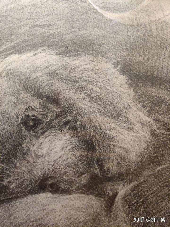 铅笔素描如何画出动物毛发的质感