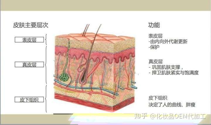 护肤品能到达真皮层吗