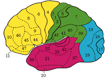 第一个综合性大脑图谱布洛德曼52区图