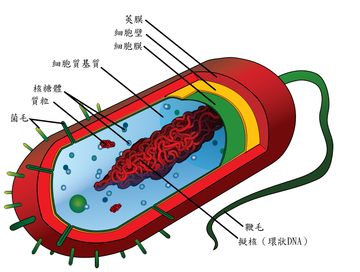 根据细胞壁的组成成分,细菌分为 革兰氏阳性菌和 革兰氏阴性菌.