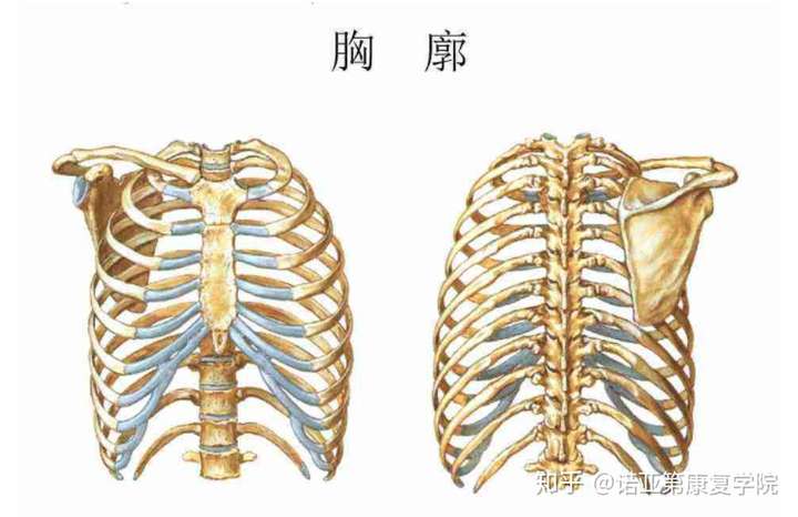 肋骨外翻怎么调整?