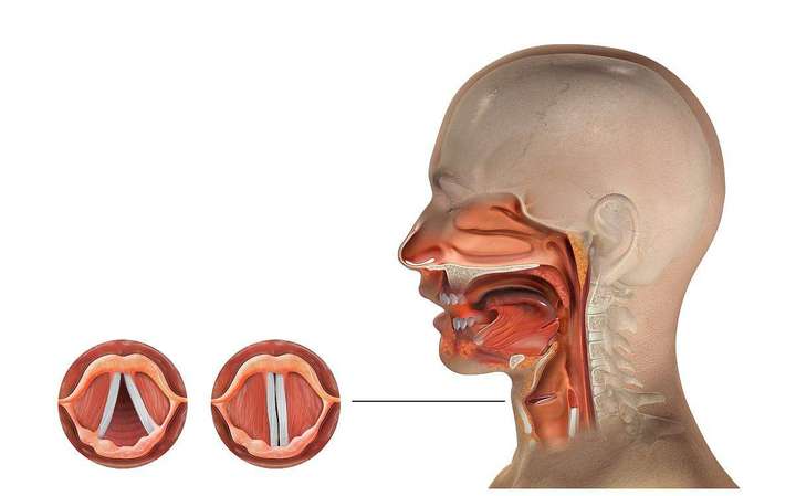 三,声带的解剖图如下