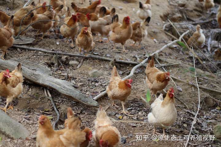 农家散养鸡比现代养鸡场饲养的鸡更安全吗?
