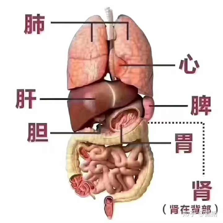 人的肚子在哪?求图解?