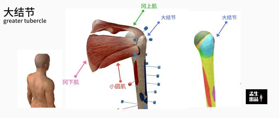 描述肩关节完全外展时在胸锁关节和肩锁关节之间的运动方式是什么?