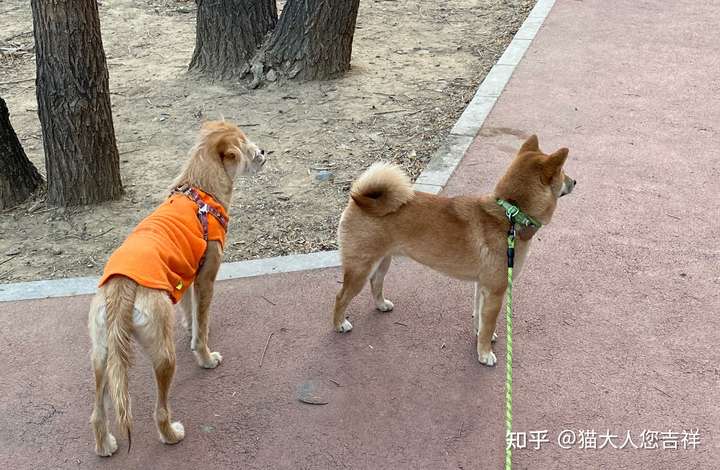 柴犬和泰迪生出来的狗会是什么样子