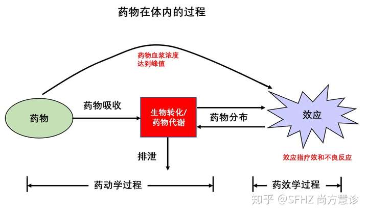 1,药代动力学过程(药物的吸收,分配,代谢和消除)