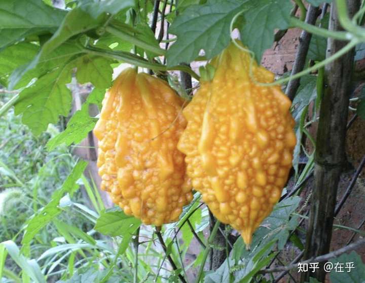 苏州有哪些特产水果?