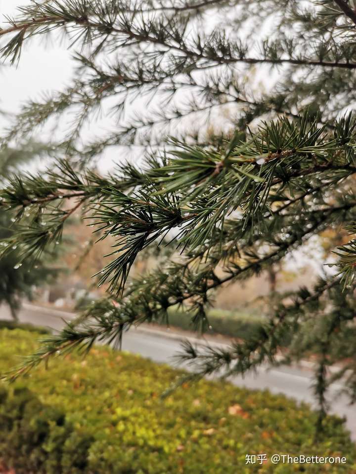 雨后松林