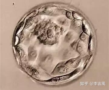 通常形成于卵子受精后的第五天,自然状态下,胚胎以囊胚形式移植进入