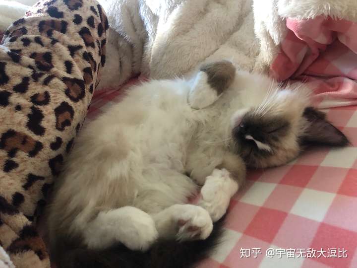 一个十足的粘人精 可能是对我有什么不满意 最后以一只土拨猫结束