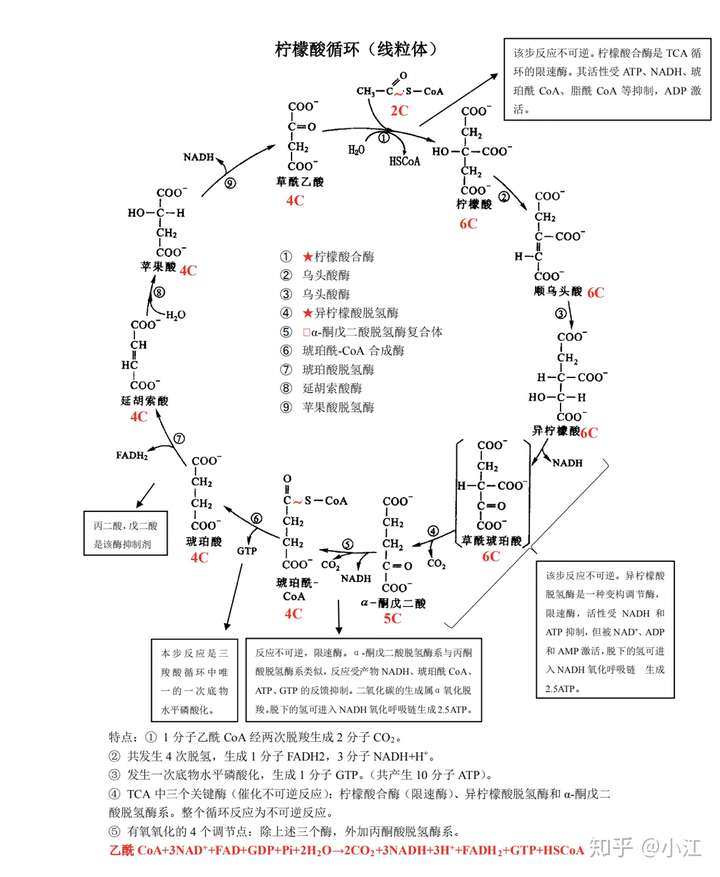 1mol苹果酸进入三羧酸循环可以产生多少atp?