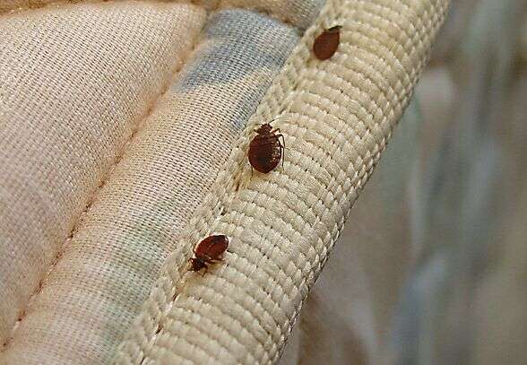 这是什么虫子啊,寝室枕头上发现的,好怕啊,最主要的会不会传染疾病,求