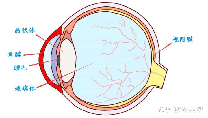 眼睛的成像系统,包含了角膜,瞳孔,房水,晶状体,玻璃体,视网膜.