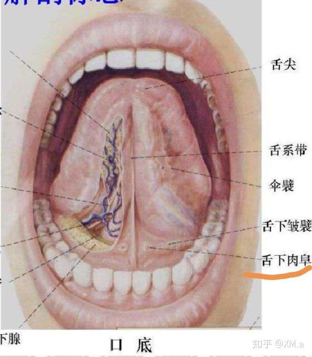 下颌下腺和舌下腺分泌的唾液量占比60%以上(每日总唾液1000—1500ml)