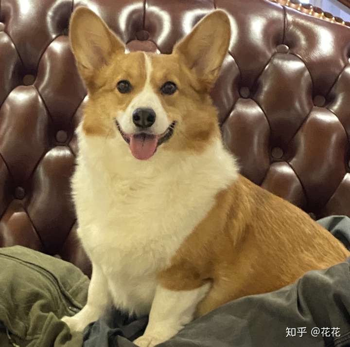 我家柯基这是处于尴尬期吗?