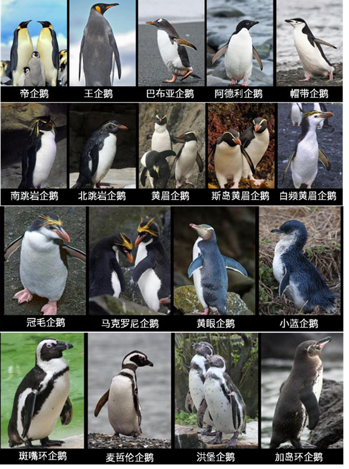 腾讯qq企鹅是什么品种