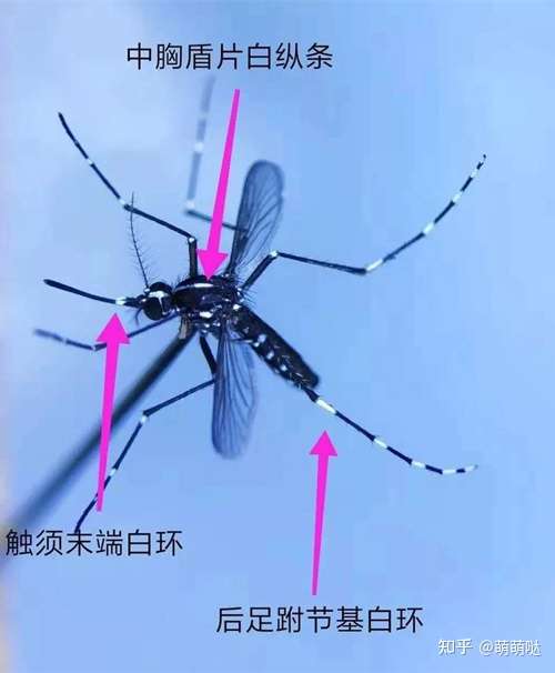 为什么蚊子总爱咬我,却不咬别人?
