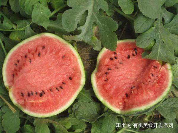 市场上的白子西瓜是三倍体无籽西瓜吗?