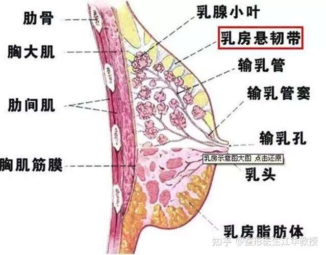 3.中度下垂:乳头低于乳房下皱襞2-3cm 4.