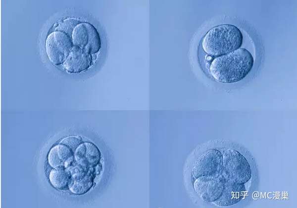 将女性体内众多不成熟的卵泡促进发育起来,这样才能获得多枚优质卵子