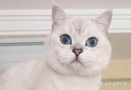 我们家的猫猫是银渐层还是银点啊?