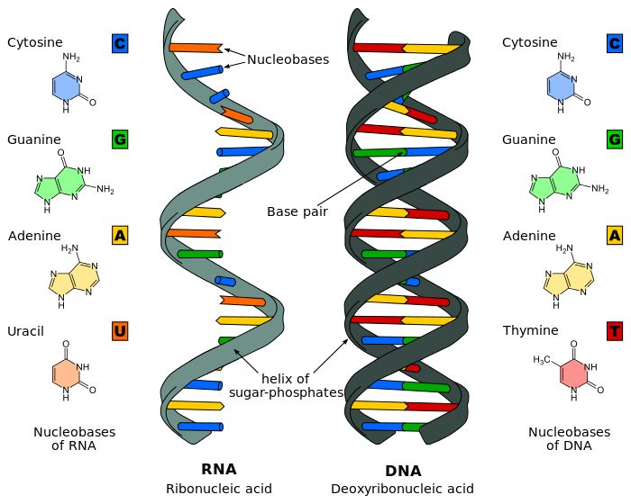 此次的新型冠状病毒具有典型的rna(核糖核酸)结构