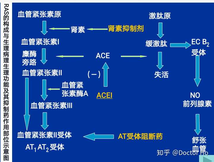 doctor ho 奋斗考研医学生 第二十章肾素-血管紧张素系统抑制药 ras