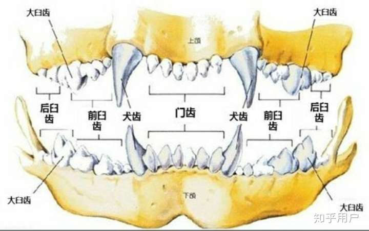 犬齿比其他牙齿长的多,看不清啊?还有图