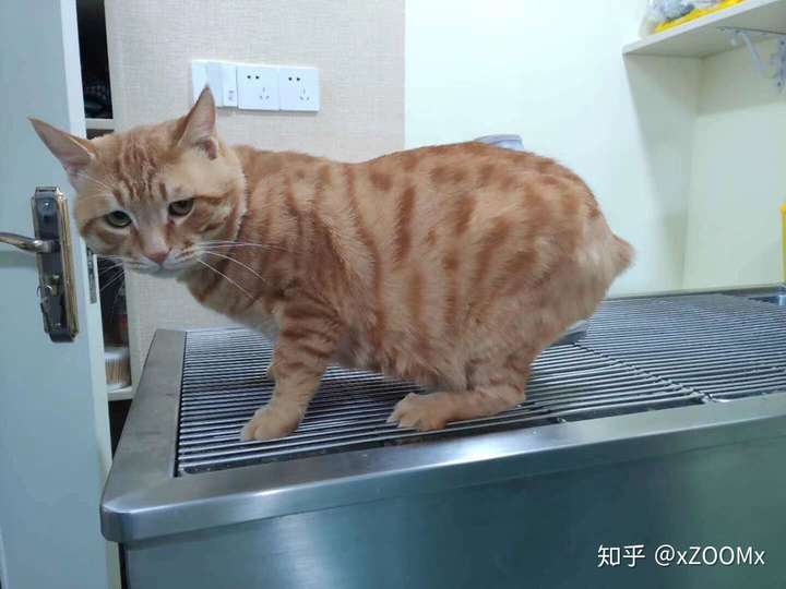 猫咪断尾大概多少钱坐标三线城市芜湖