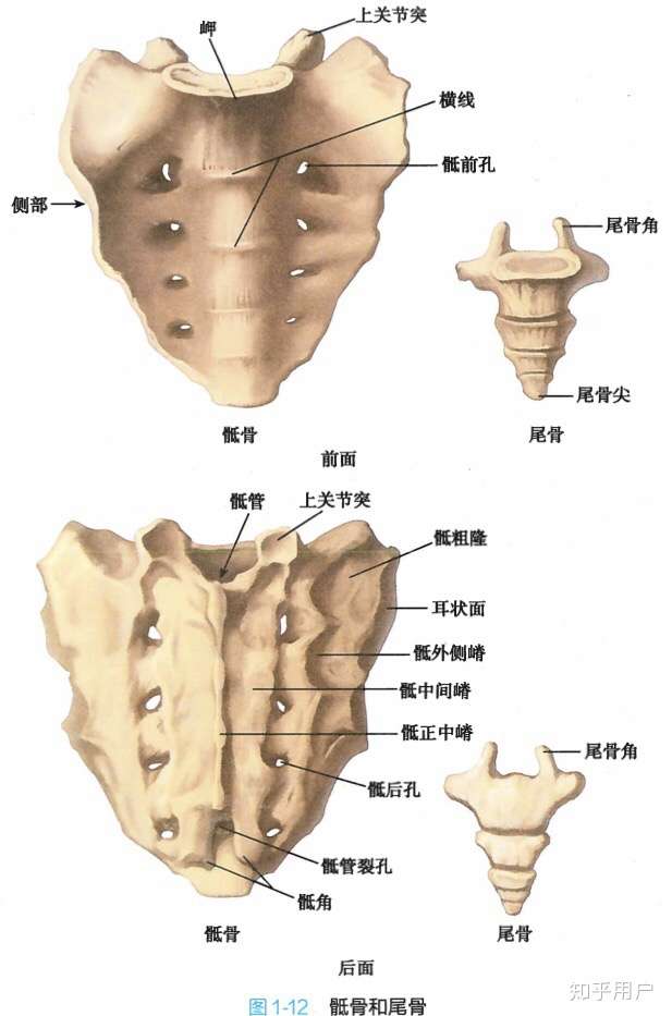 骶骨一共有几块