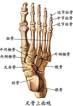 足骨:包括跗骨,跖骨和趾骨   解剖图片如下(来源于 影像网)