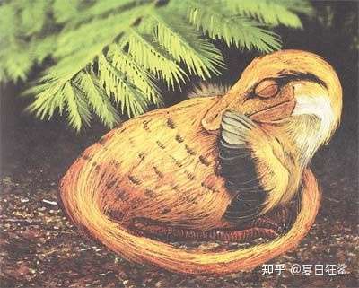 恐龙睡觉吗?