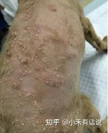 皮肤癣菌病一般为自限性,但对感染动物应该采取适当的治疗措施可加速