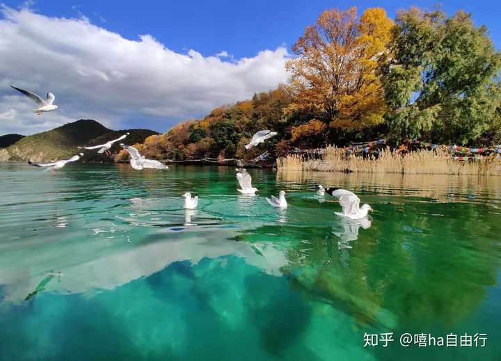 泸沽湖景色优美,是我走过众多地方见过最清澈内陆湖泊了,它的水质可以