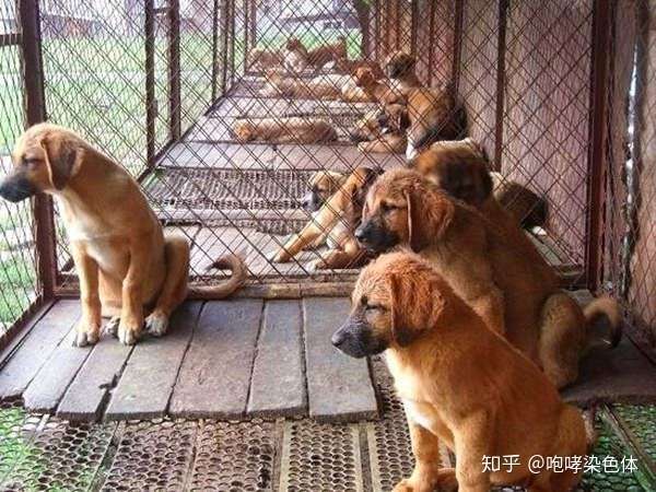 狗贩子偷抢狗的犯罪恶行为什么长年不停?