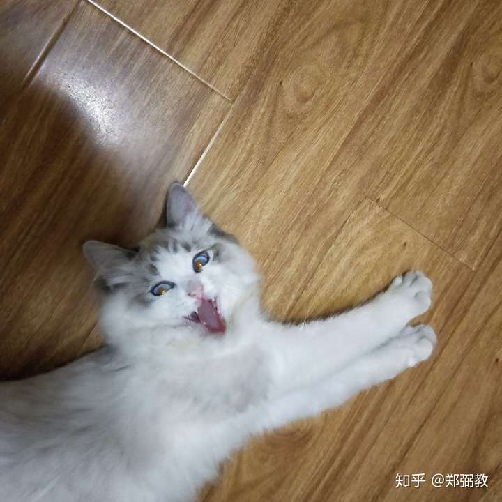 还是和猫藓有关 ( 伍德灯