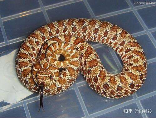 这是白化纳尔逊奶蛇 3.