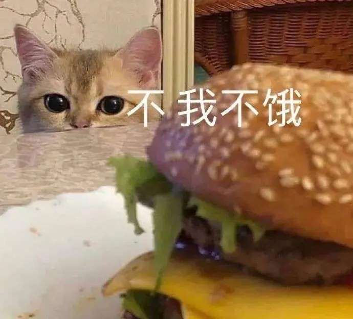 猫咪:不 我不饿