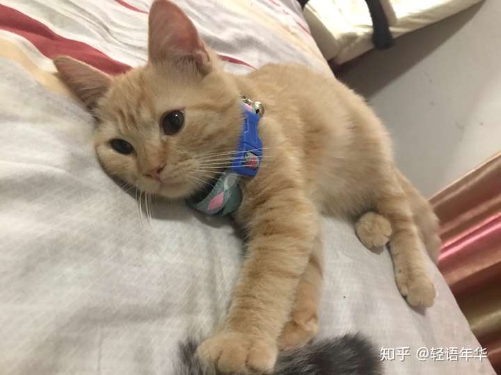 橘猫脸大好还是脸小好?