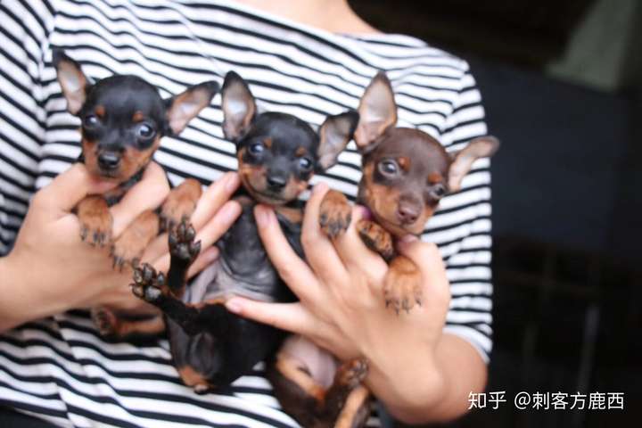 养小鹿犬是什么样的体验?有什么好处 坏处?该品种狗有