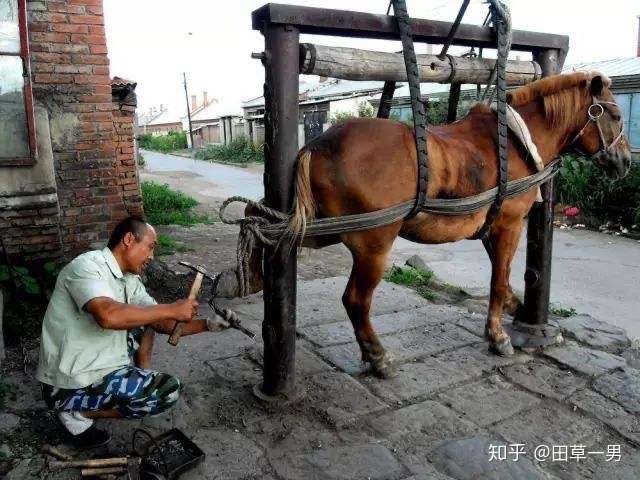 为什么修马掌的师傅在钉子掌过程中不会被马踢.