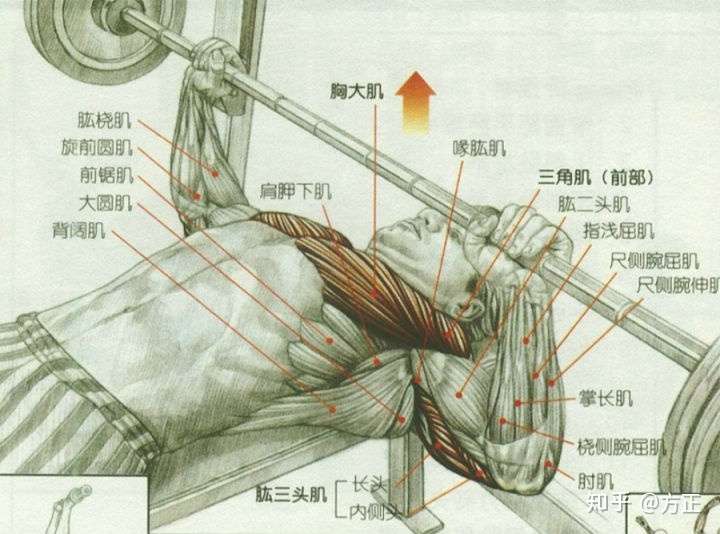 卧推类动作,胸肌和三角肌作为发力的主要点