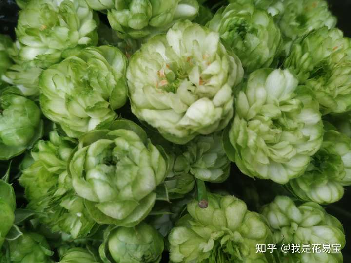 但还是有的,玫瑰,百合,康乃馨,小菊这些大类里都有绿色的,绿色小菊