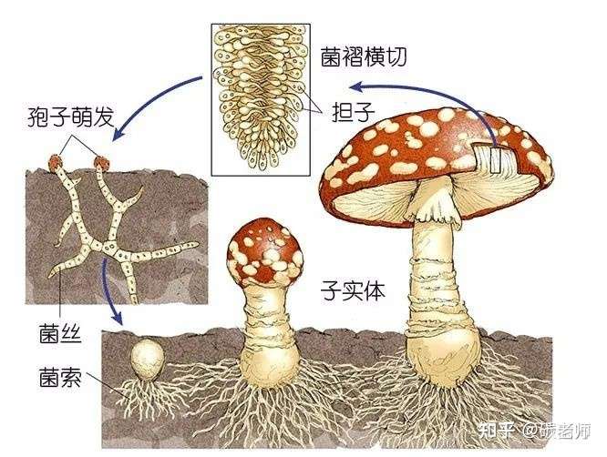 真菌的结构,其实地下的菌丝才是本体,地面上的蘑菇你再摘都是没用的