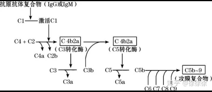 补体经典激活途径示意图