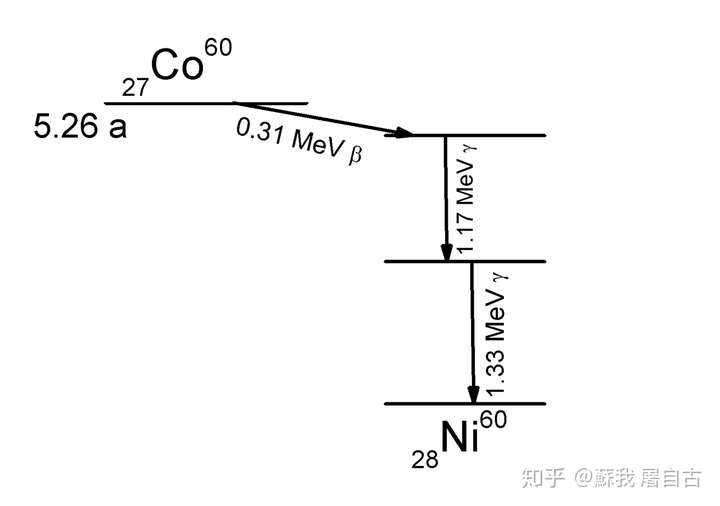 钴-60的衰变能级图,可见生成了一个β粒子与两个能量不同的γ光子